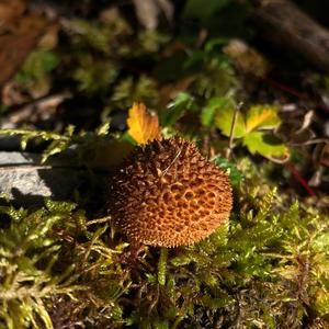 Brown Puffball