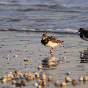 Ruddy Turnstone