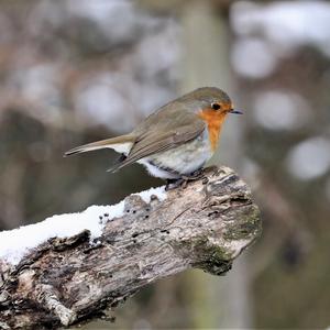 European Robin