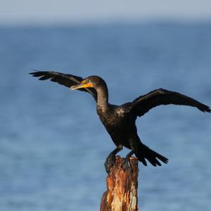 Double-crested Cormorant