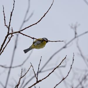 Blue Tit