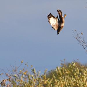 Mäusebussard