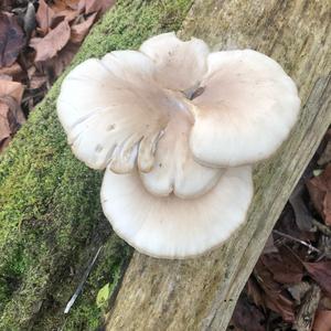 Oyster Mushroom