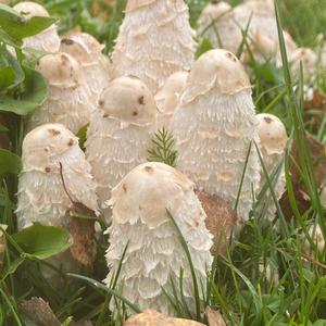 Shaggy Mane