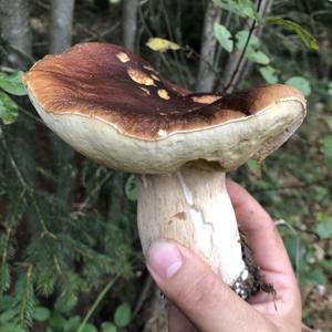 Summer Bolete