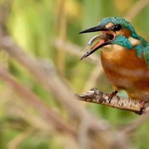 Common Kingfisher