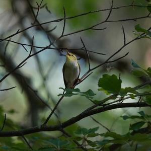 Wood Warbler