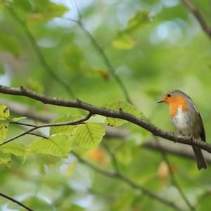 European Robin