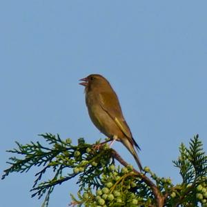 European Greenfinch