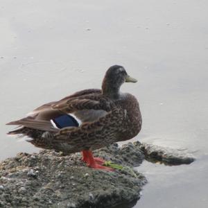 Mallard