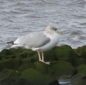 Herring Gull