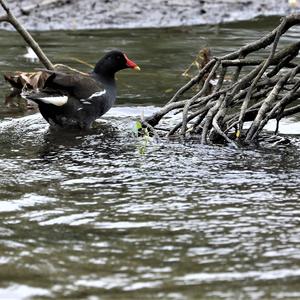 Common Moorhen