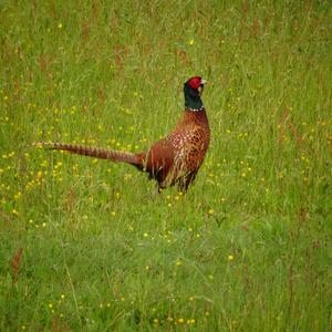 Common Pheasant