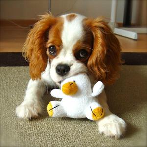 Cavalier King Charles Spaniel