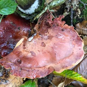 Beefsteak Polypore