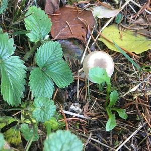 Lawn Mower`s Mushroom