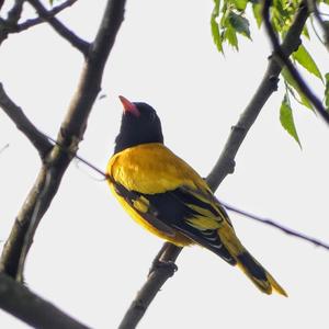 Black-hooded Oriole