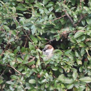 House Sparrow