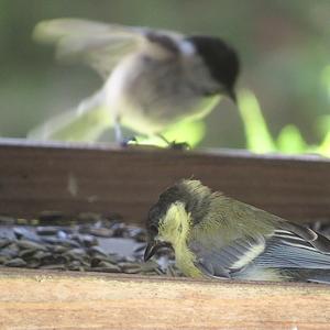 Marsh Tit