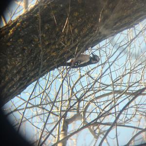 Great Spotted Woodpecker