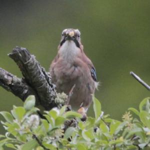 Eurasian Jay