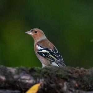 Eurasian Chaffinch