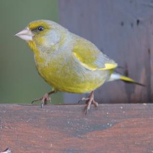 European Greenfinch