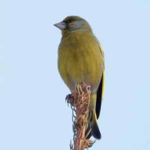 European Greenfinch