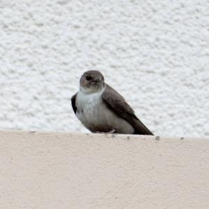 Eurasian Crag-martin