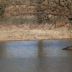 Grey Heron