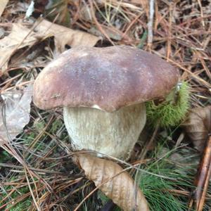 King Bolete