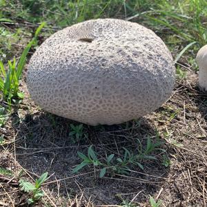 Mosaic Puffball