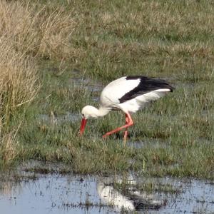 White Stork