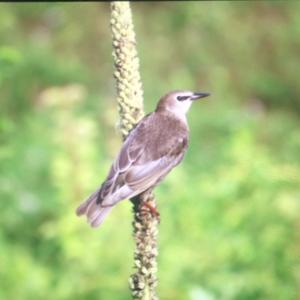 Common Starling