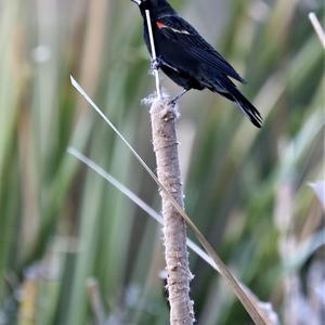 Red-winged Blackbird