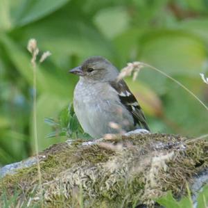 Eurasian Chaffinch