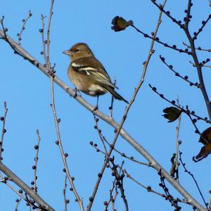 Eurasian Chaffinch