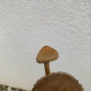 Bluing Psilocybe