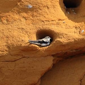 Sand Martin