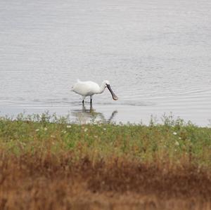 Eurasian Spoonbill