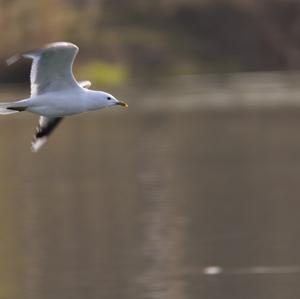 Mew Gull