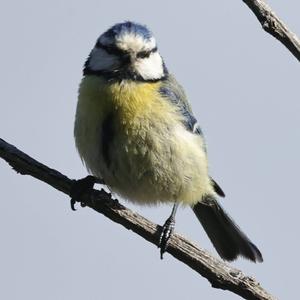 Blue Tit