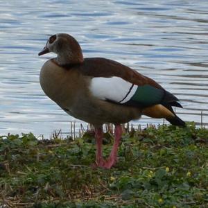 Nilgans