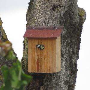 Great Tit