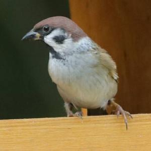 Eurasian Tree Sparrow