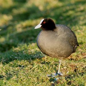 Common Coot