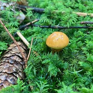 Larch Suillus