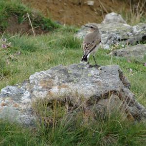 Northern Wheatear