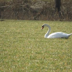 Mute Swan