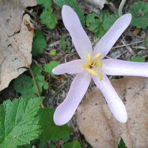 Autumn crocus